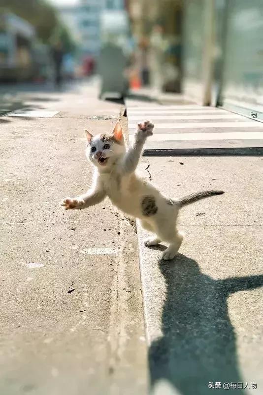 猫咪也有无可奈何的时候,猫咪为什么会给人安慰