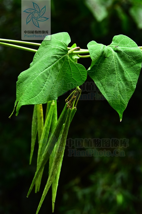 托腰散,托腰散的功效