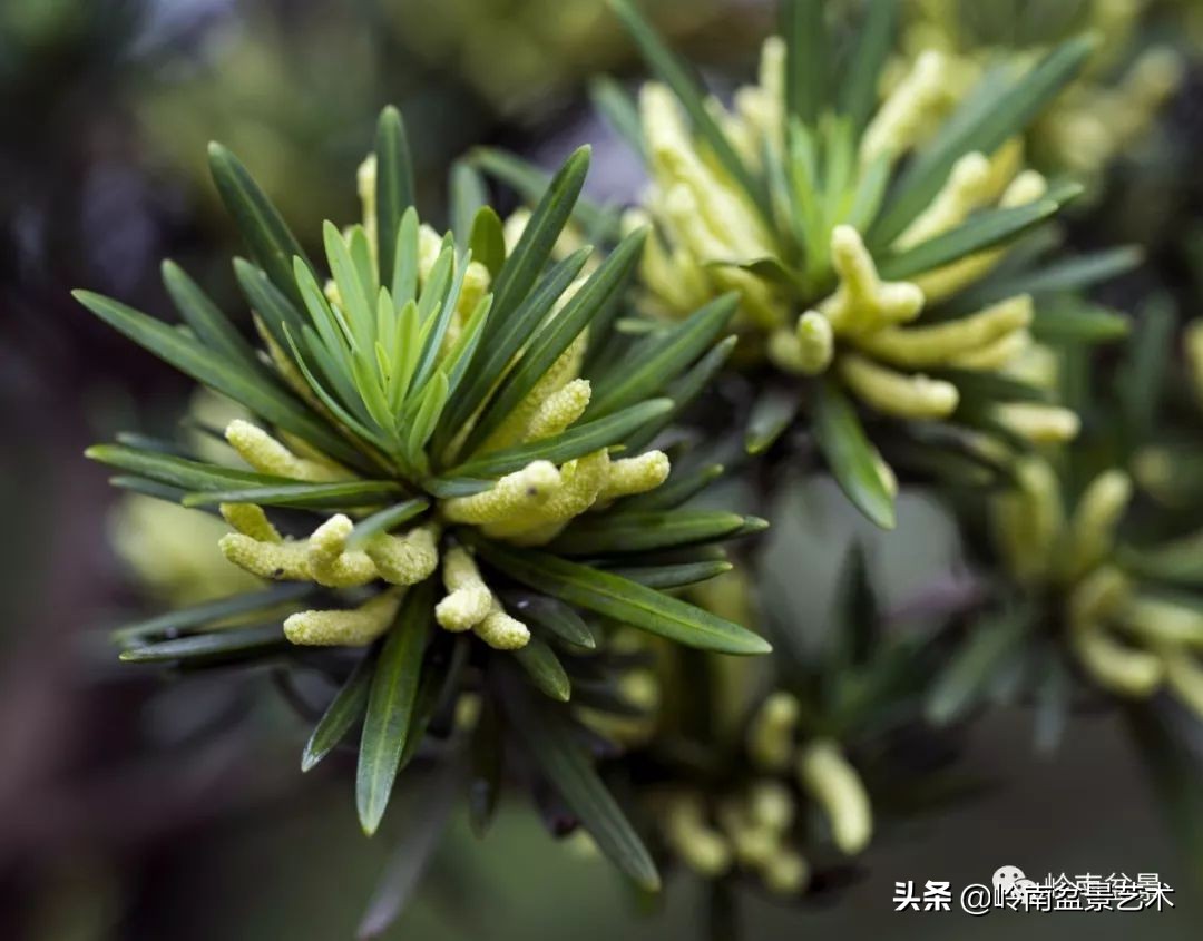 旺财罗汉松,罗汉松招财还是挡煞