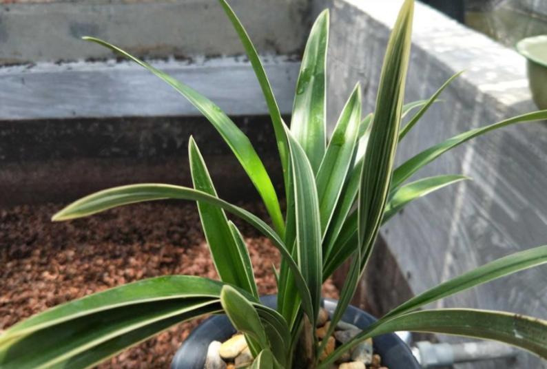 矮种建兰帝王妃开什么花,建兰帝王妃的种植方法