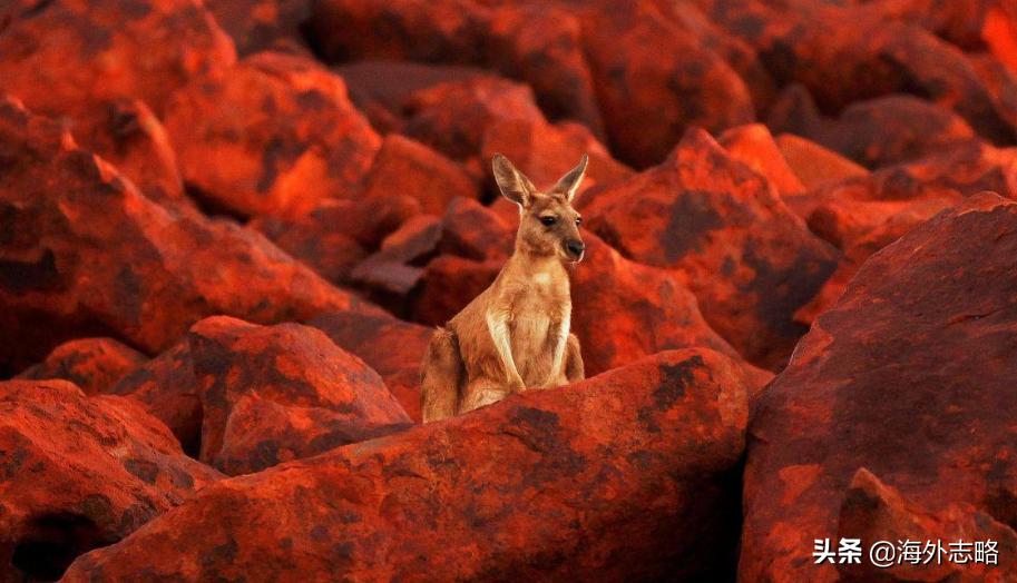 澳大利亚高兴太早：7类大宗商品对华出口受挫，幻想靠拜登解套？