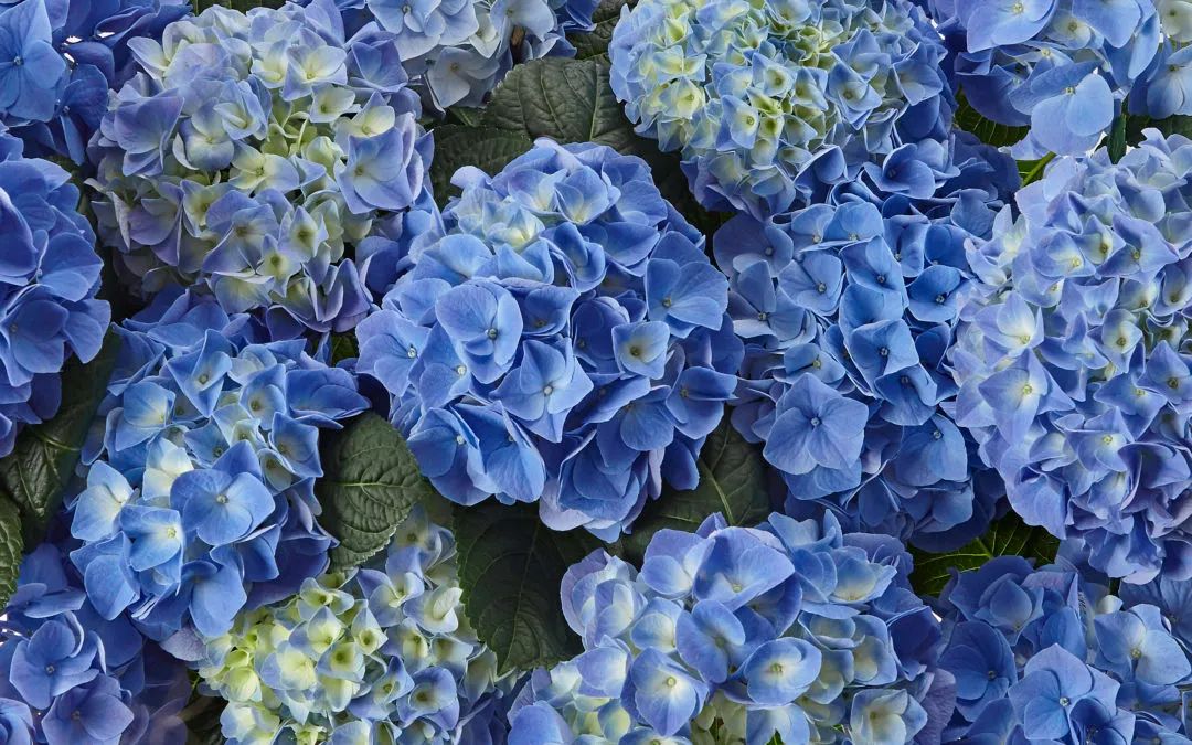 十大顶级绣球品种,最好养的绣球品种