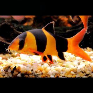 菠萝鱼有白点病怎么办,小菠萝得了什么病还能活多久