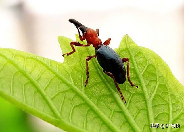 北海哪里有红薯种植基地,甘薯小象甲对人体有什么危害