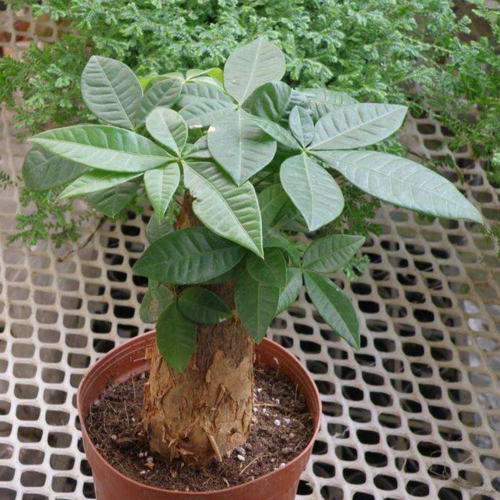 冬天冻伤的发财树春天还会长吗,发财树如何防止霜冻