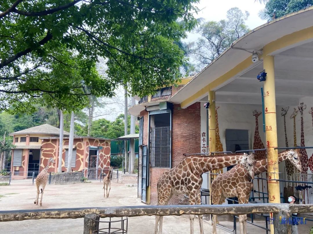 广州动物园什么时候搬迁,广州动物园搬迁