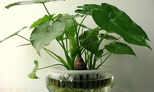 滴水观音叶斑病怎么处理,滴水观音有红蜘蛛病怎么办