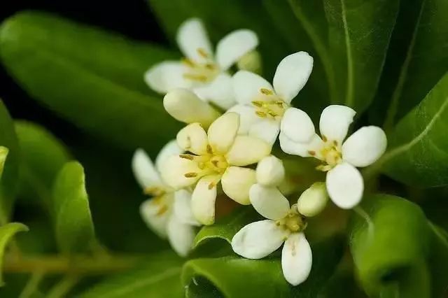 比较好听的植物名字大全,独具一格的植物名字怎么取