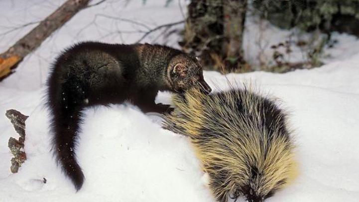 加拿大猞猁和渔貂的战绩对比,生擒东北虎视频