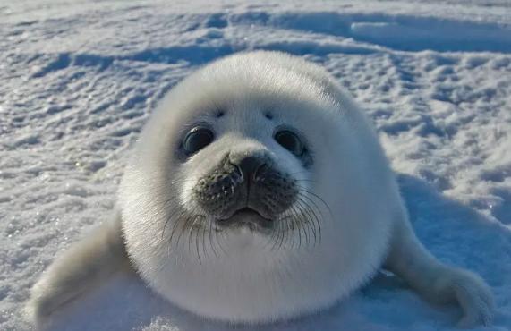 雄黄粉能驱蛇吗对人畜有无危害,蛇为什么害怕雄黄粉