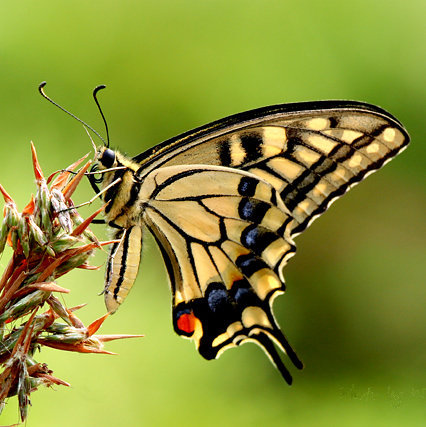 世界上的各种蝴蝶,为什么世界上有五彩斑斓的蝴蝶