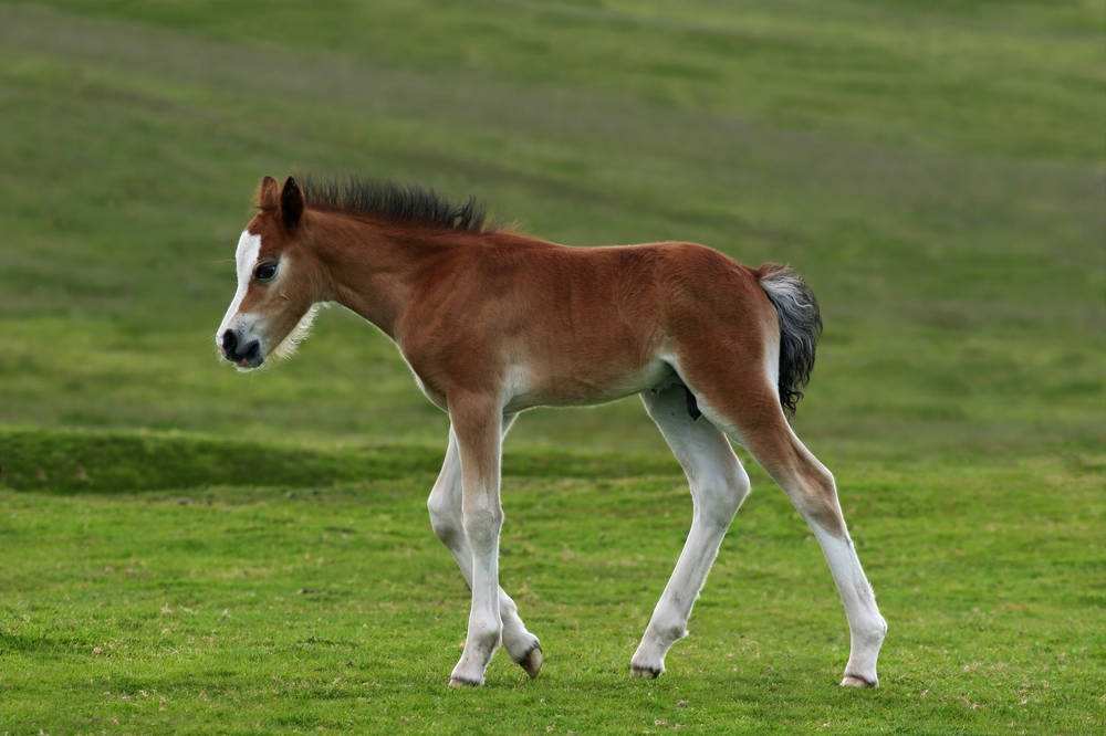 独眼聋哑女人生下两个女儿,母马生下双胞胎