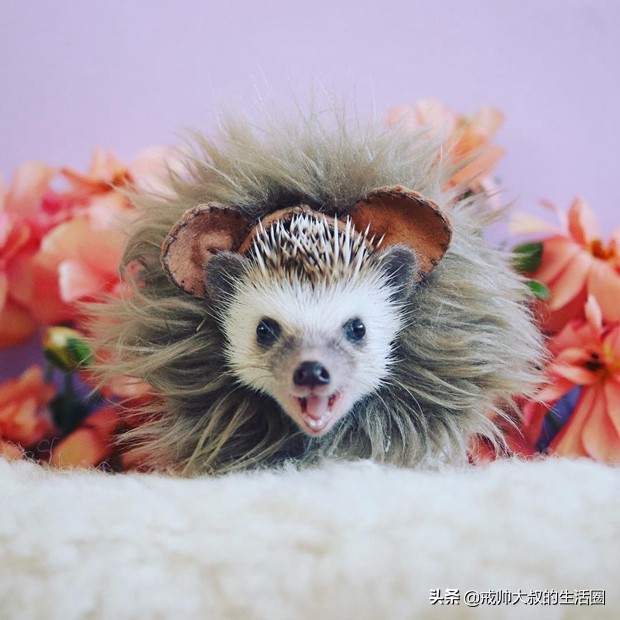 小刺猬到底有多可爱,很可爱的小刺猬有哪些