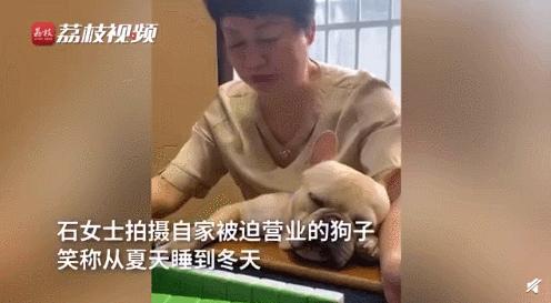 白柯基妈妈生宝宝,白狗妈妈生了一窝黑狗