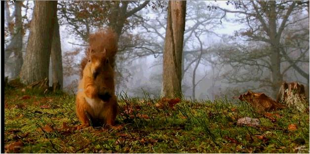 松鼠妹子：“来追我呀，你追上我，就让你嘿嘿嘿...”