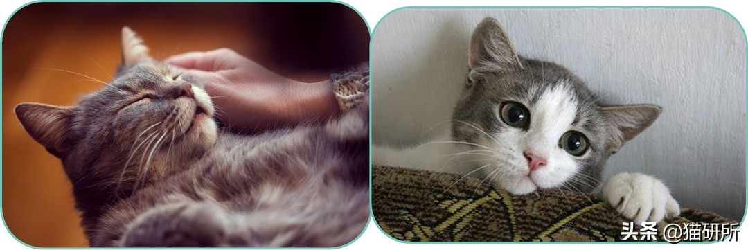 吸猫不得不知道的常识,沉迷吸猫的原因