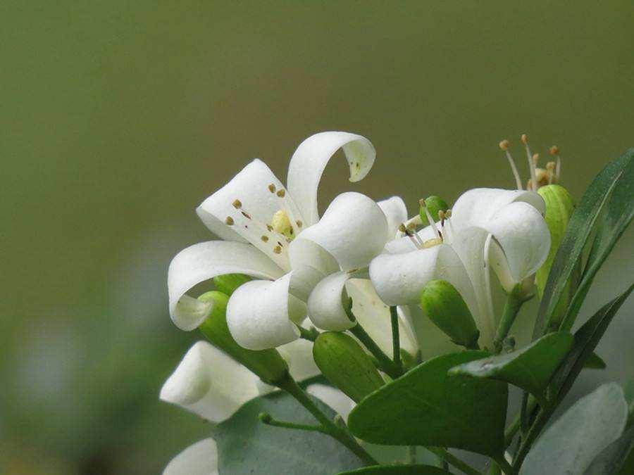 九里香不仅花香四溢还好养,养九里香的技巧九里香枝条有刺吗