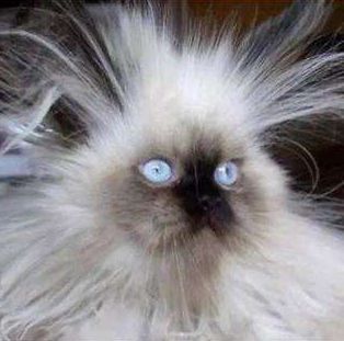 撸猫时千万要注意猫咪这四个动作,撸猫产生静电对猫有影响吗