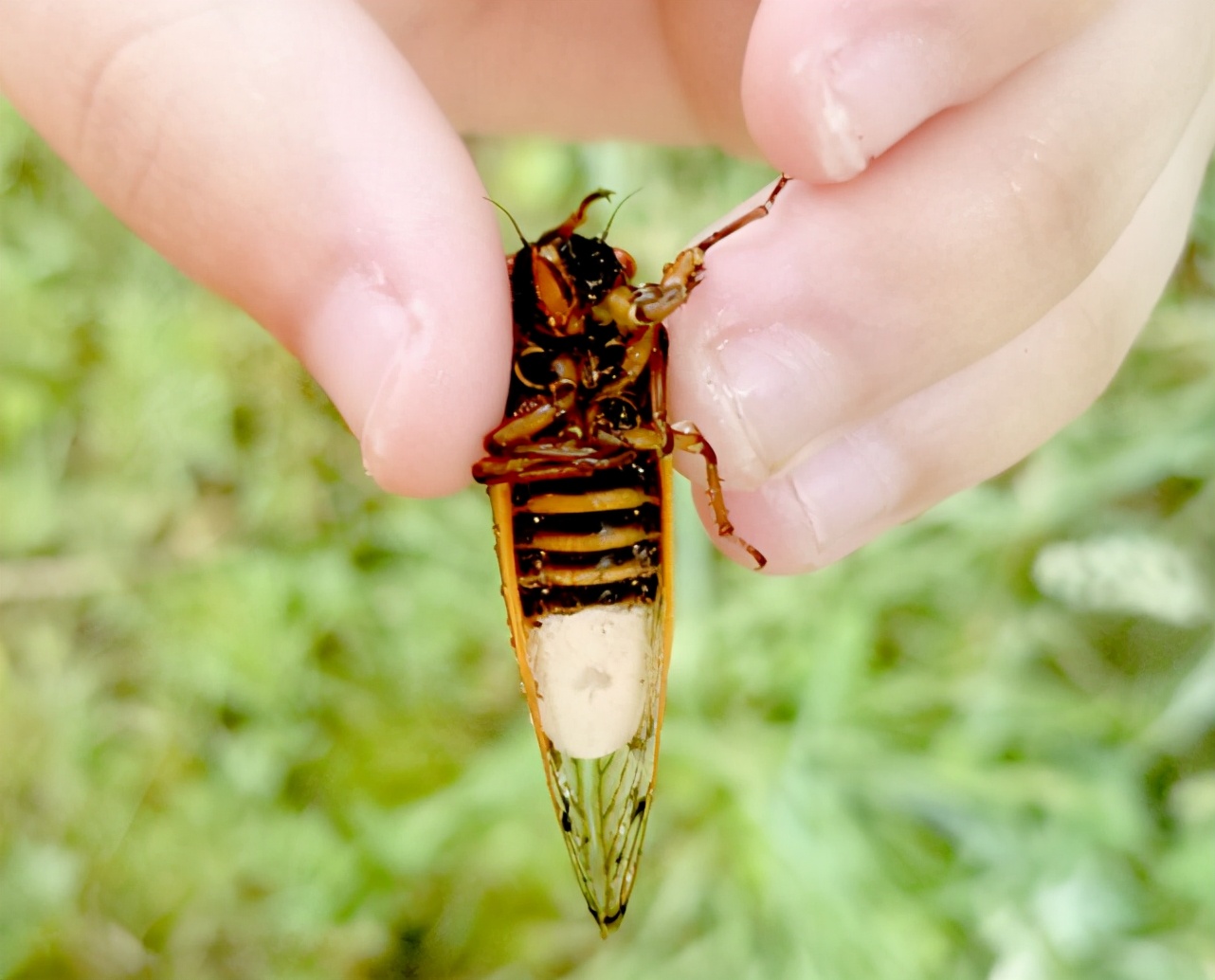 十七年蝉和普通蝉可以繁殖吗,17年出现一次的蝉