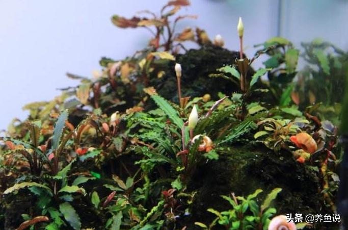 小型水草缸水草推荐,适合小缸好养的水草