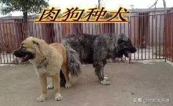 致富经养殖肉狗,肉狗养殖