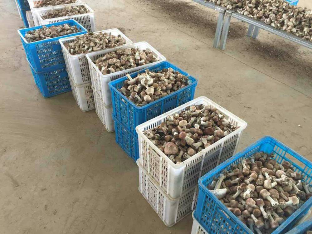 香菇烘干设备哪家技术好,香菇烘干机的优势