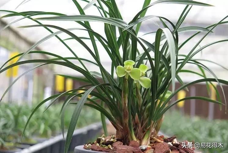 如何挑选兰花开花期的品种,兰花中最好养的品种推荐