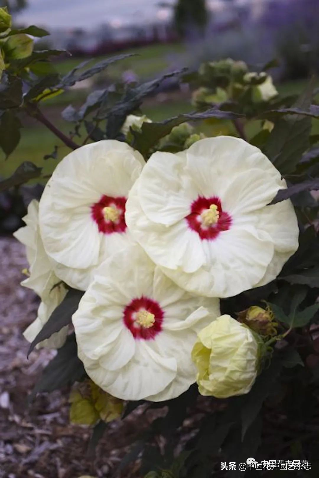 全球知名育种商网上推新品——TerraNova、ProvenWinners|环球