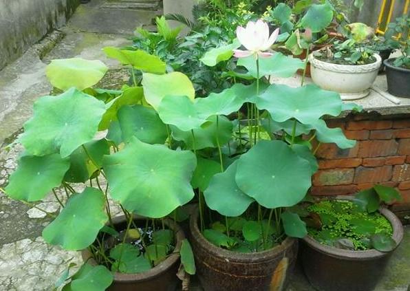 带芯的干莲子可以种出来莲花么,一颗莲子