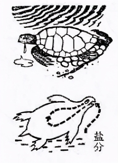 海水含盐量高了怎么办,海水很咸不