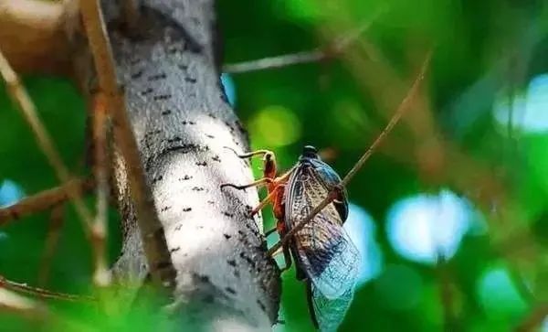 二十四节气夏至图片大全,二十四节气夏至画简单漂亮