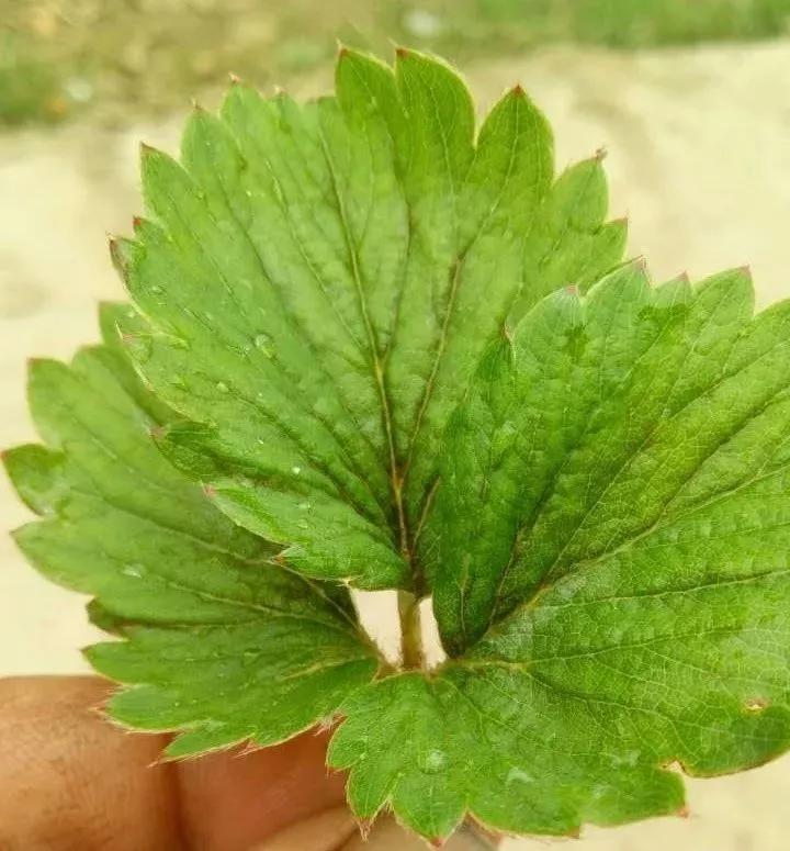 蓟马虫害后的草莓苗图片,蓟马导致草莓不长怎么办