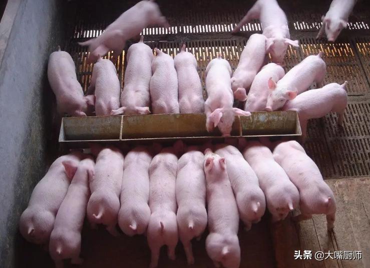 为什么进口奶粉不用生牛乳,为什么奶粉是用羊奶做的