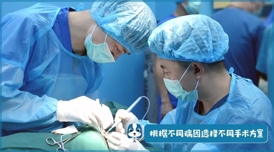 儿童眼角长个黑色的小肉球,小奶猫眼睛长肉球怎么办