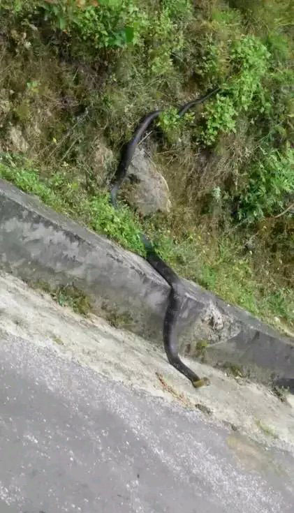 如何分辨毒蛇与无毒蛇,如何判断毒蛇和无毒蛇