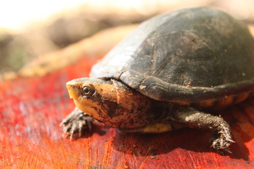 匠志萌宠乐园教学,匠志萌宠