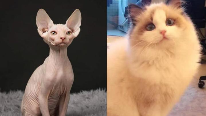 邱晨奇葩说,奇葩说邱晨蔡康永