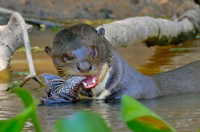 人类禁区地球之肺亚马逊雨林,亚马逊雨林为什么称为人类禁区