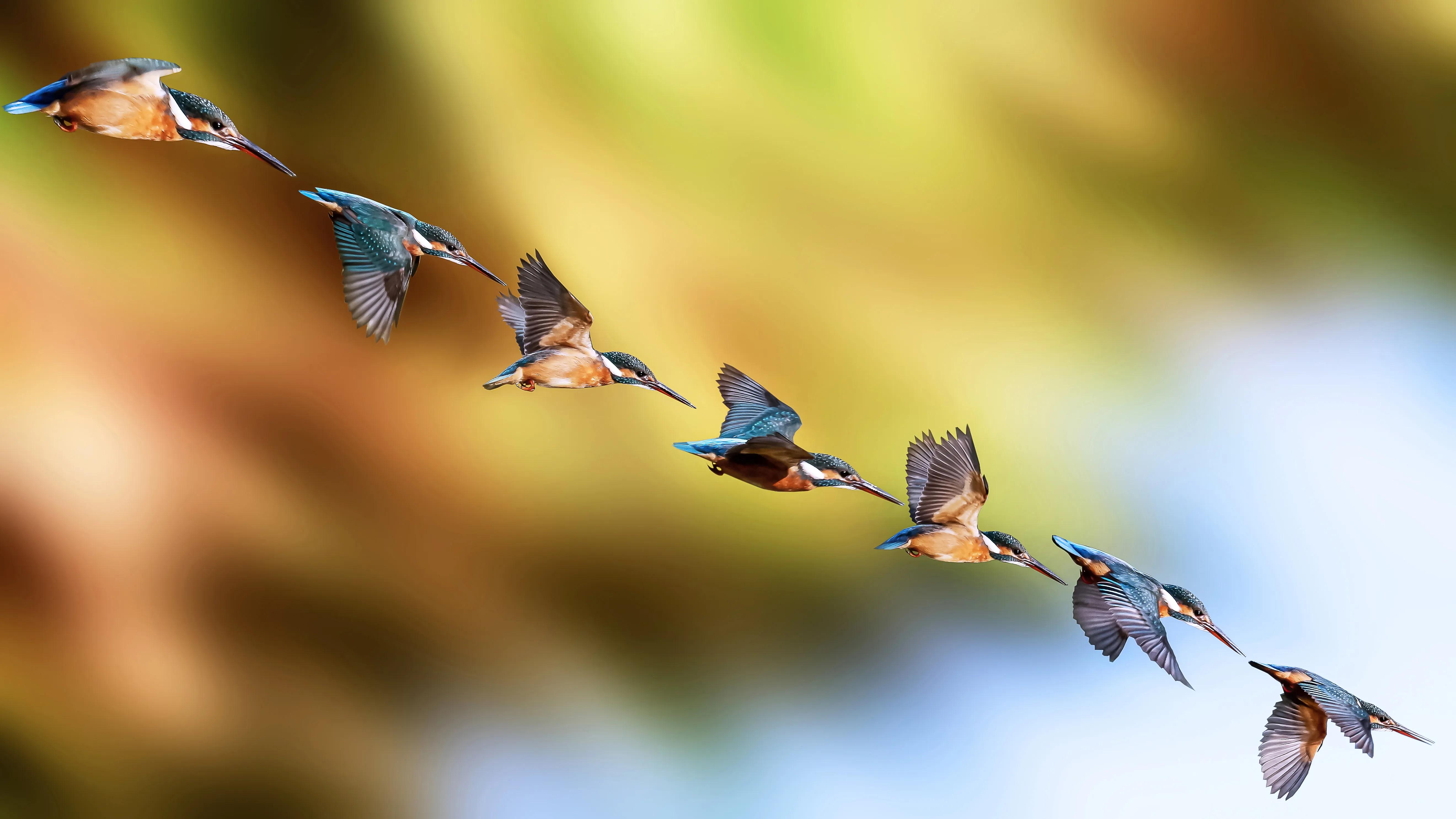 「关于“打鸟”」器材选择、机镜操控、拍摄习惯、注意事项等浅析