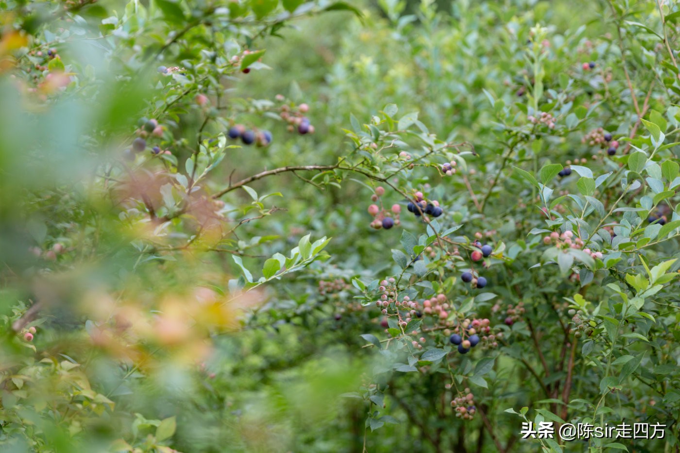 重庆夏天最好的避暑胜地有哪些,重庆周边可以钓鱼避暑的农家乐