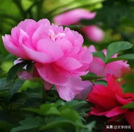 赞美牡丹花开时节动京城的诗句,牡丹诗词名句精选唯有牡丹真国色