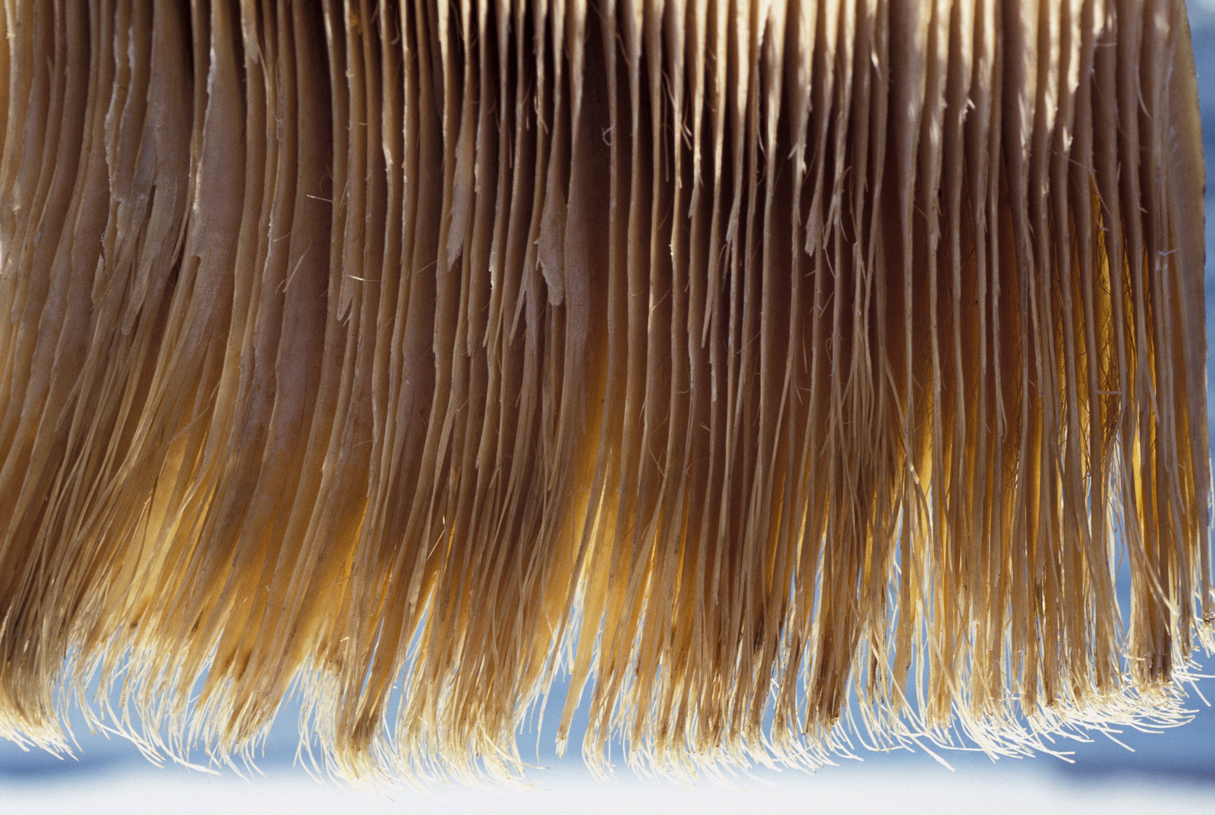 又是角蛋白，人类明明自己有，为什么对动物的角蛋白念念不忘？