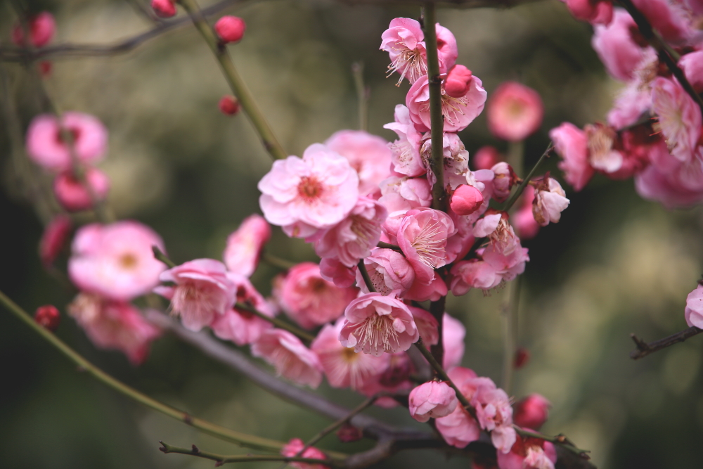 早春二月竖笛曲谱,早春二月笛子演奏