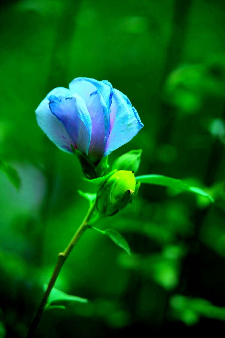 原创蝴蝶恋花,蝶恋花蝴蝶原唱