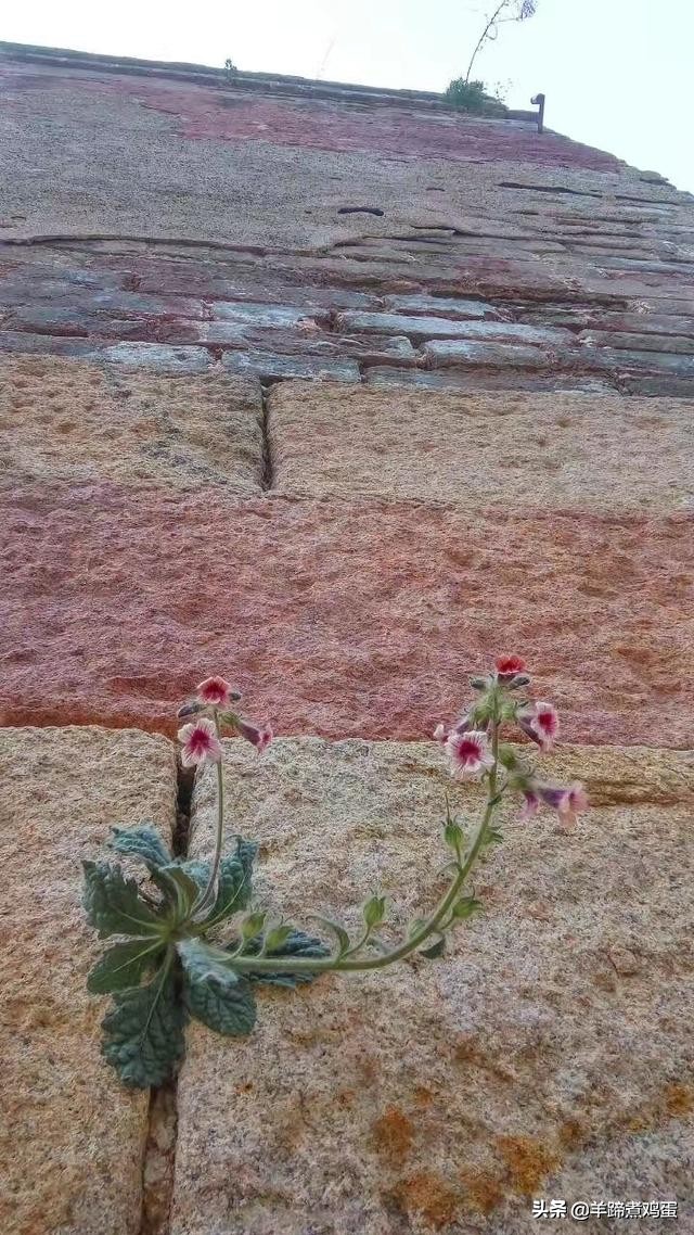 游玩北京香山公园之行,7月的北京香山公园图片