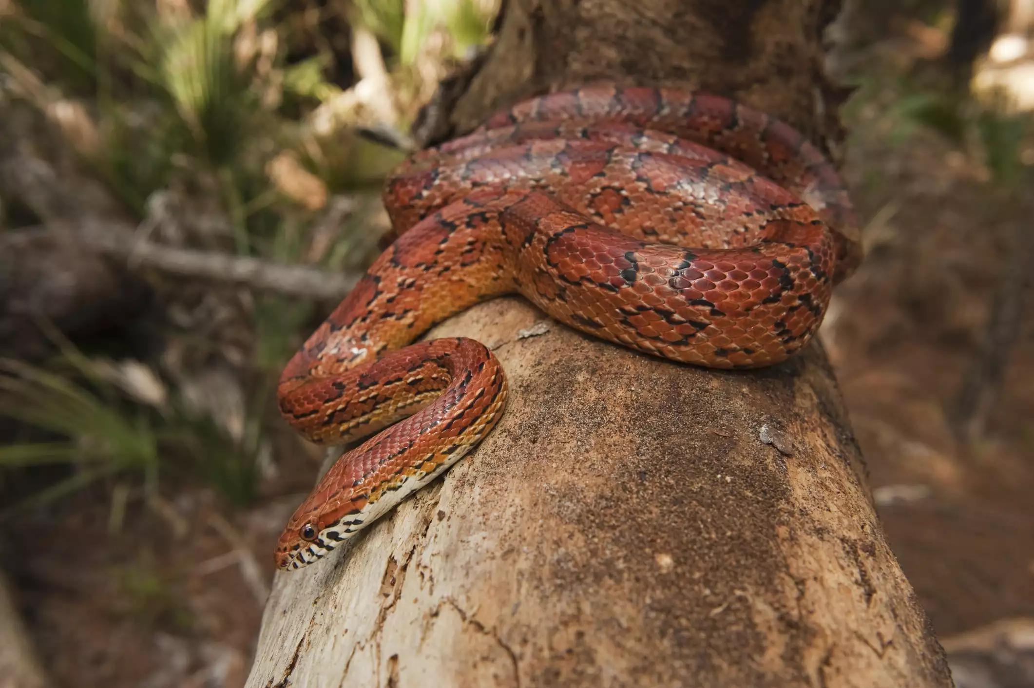 毒蛇有毒吗蛇会咬人吗,有毒毒蛇和没毒蛇如何区别