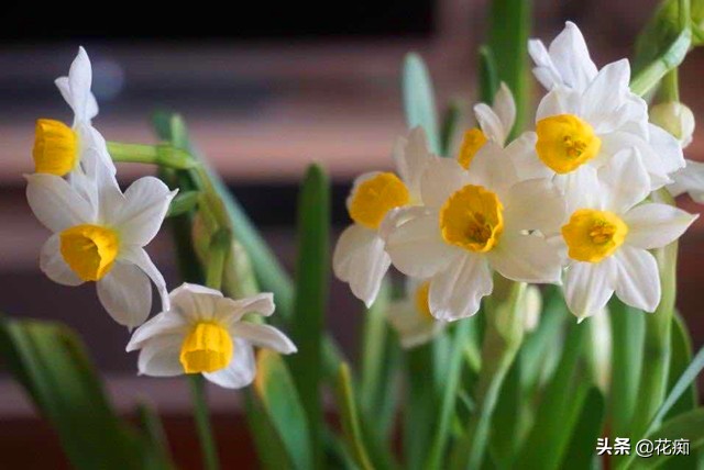 水仙花水培徒长怎么办,水仙花徒长后怎么处理