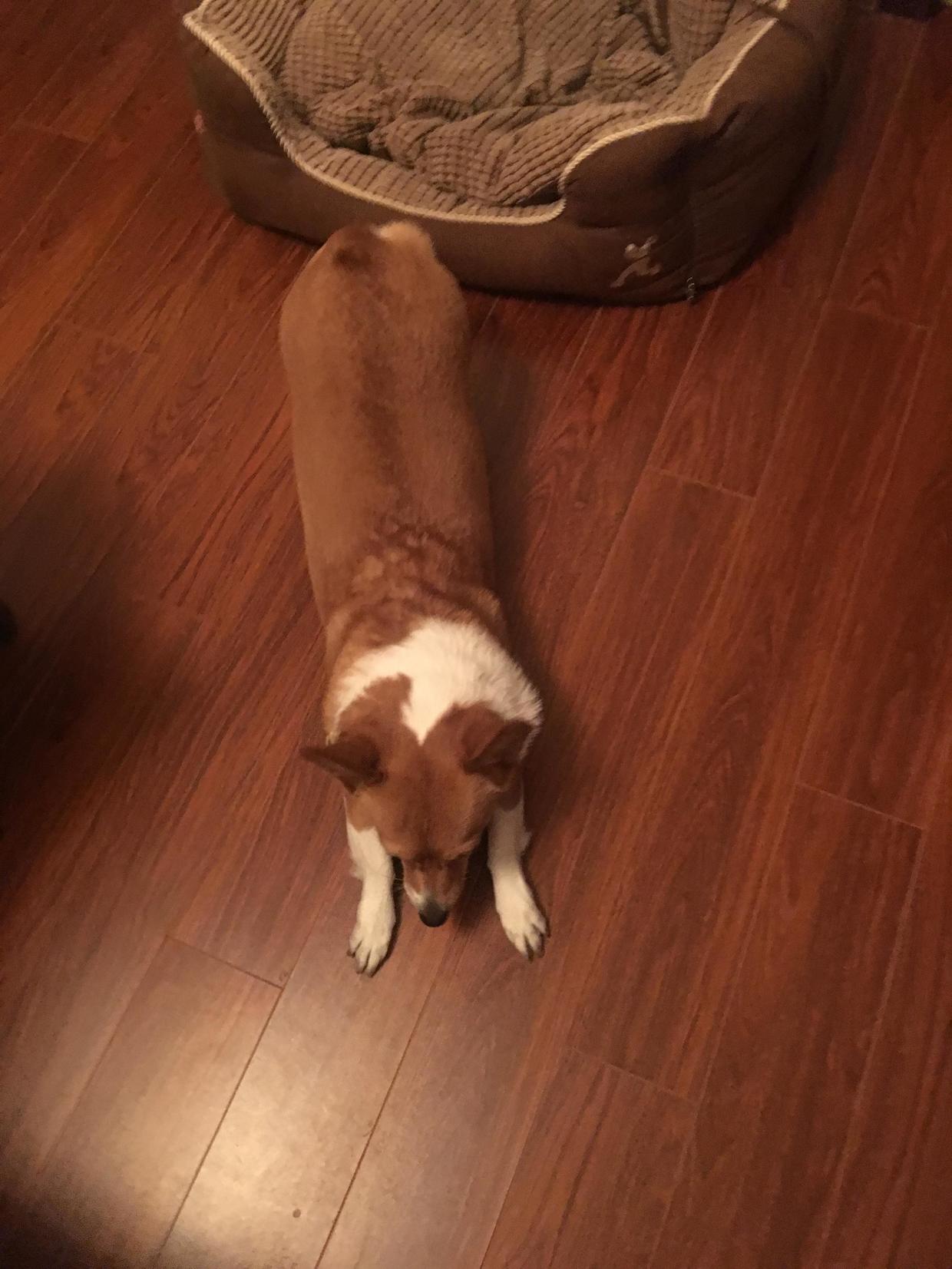 狗狗的成长历程和变化,狗狗的成长过程动画片