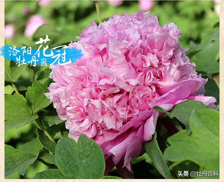 紫蓝魁和魏紫的区别,牡丹紫蓝魁和紫罗兰一样吗