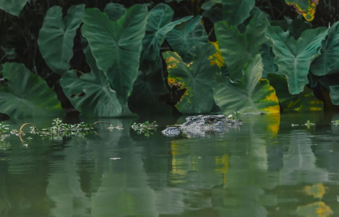 这个微笑国度，见人就夸漂亮，300元就能在天空滑翔